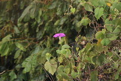 Ipomoea mairetii