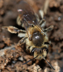 Andrena erythronii