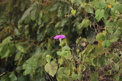 Ipomoea mairetii