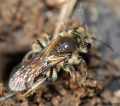 Andrena erythronii