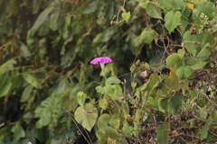 Ipomoea mairetii