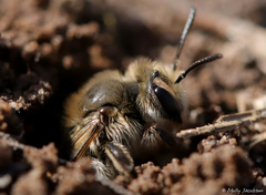 Andrena erythronii