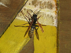Polistes cinerascens