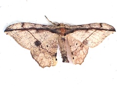 Hyposidra infixaria