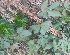 Tetrastigma obtectum glabrum