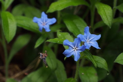 Aegonychon zollingeri