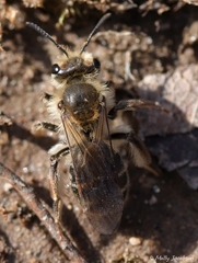 Andrena erythronii