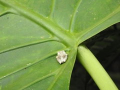 Kurixalus idiootocus