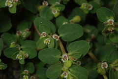 Euphorbia makinoi