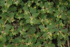 Euphorbia makinoi
