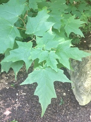 Acer skutchii