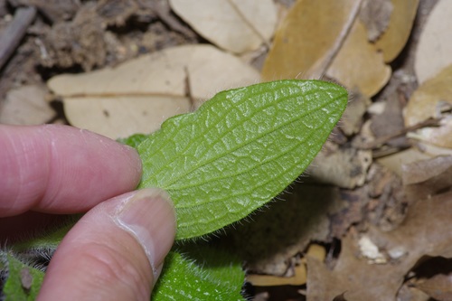 Image of Lithospermum helleri by (c) Michelle W. （鍾偉瑋）, some rights reserved (CC BY)