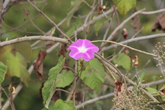 Ipomoea mairetii