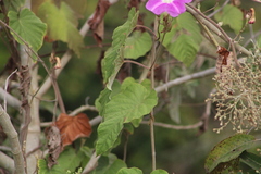 Ipomoea mairetii