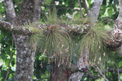 Tillandsia pseudosetacea