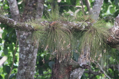Tillandsia pseudosetacea