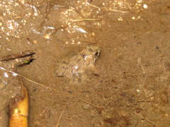 Pseudopaludicola falcipes