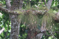 Tillandsia pseudosetacea