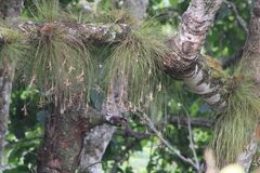 Tillandsia pseudosetacea