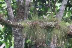 Tillandsia pseudosetacea