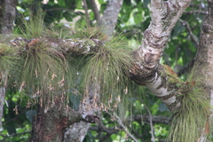 Tillandsia pseudosetacea