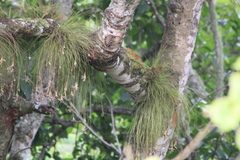 Tillandsia pseudosetacea