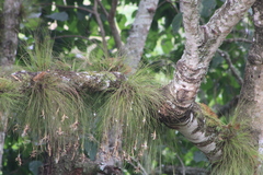 Tillandsia pseudosetacea
