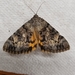 Catocala desdemona - Photo (c) Tanner Matson, some rights reserved (CC BY-NC), uploaded by Tanner Matson