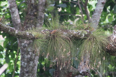 Tillandsia pseudosetacea