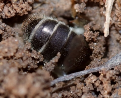 Andrena erythronii
