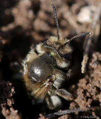 Andrena erythronii