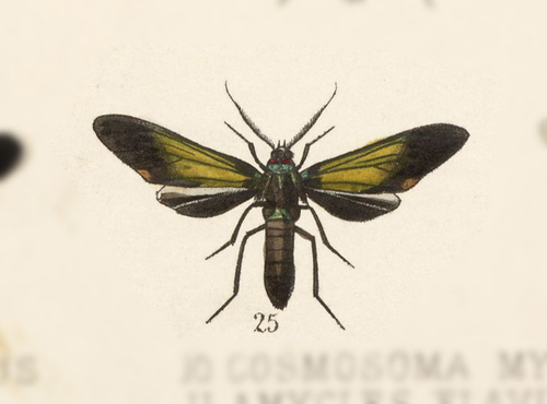 Banana moth