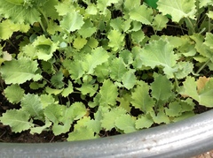 Brassica oleracea acephala