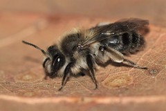 Andrena frigida