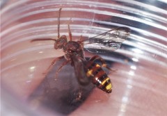 Nomada gracilis