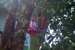 Diglossa albilatera
