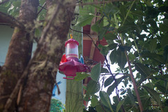 Diglossa albilatera