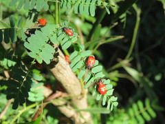 Dysdercus albofasciatus