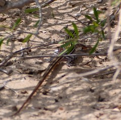 Aspidoscelis laredoensis