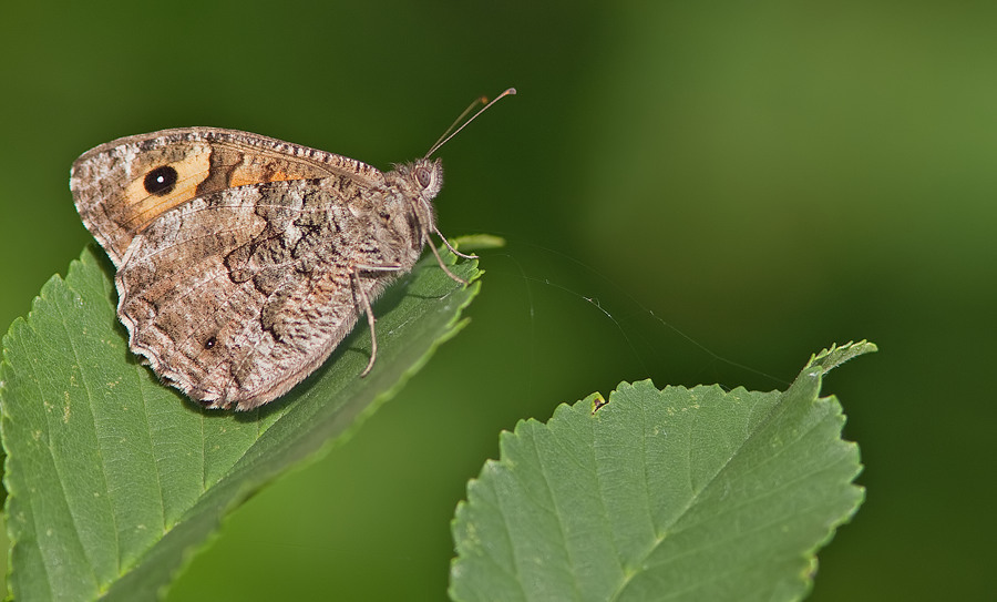 Delattin's Grayling