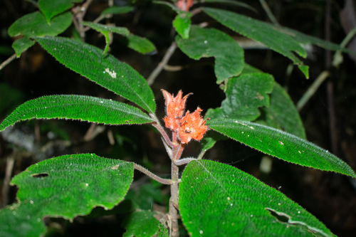 Corytoplectus longipedunculatus