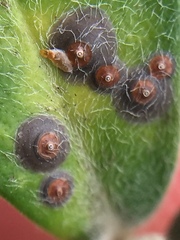 Chrysomphalus pinnulifer