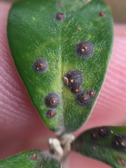 Chrysomphalus pinnulifer