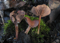 Gymnopus fuscopurpureus