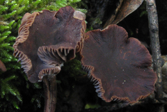 Gymnopus fuscopurpureus