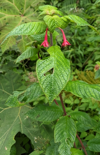 Fuchsia scabriuscula, photograph 3