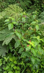 Fuchsia scabriuscula, photograph author not stated, no rights reserved