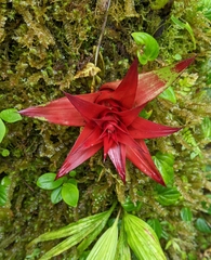 Guzmania lingulata