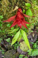 Guzmania lingulata