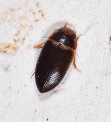 Copelatus caelatipennis